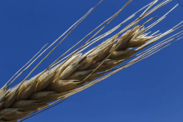 Primer Plano Las Especias Trigo Día Soleado — Foto de Stock