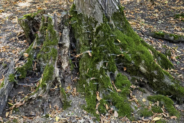 Image Hoia Baciu Forest One Most Haunted Forest World Cluj — Stock Photo, Image