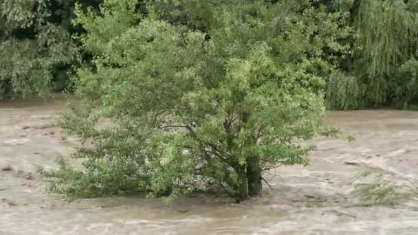 Río Sucio Con Agua Fangosa Período Inundación Durante Las Fuertes — Vídeos de Stock