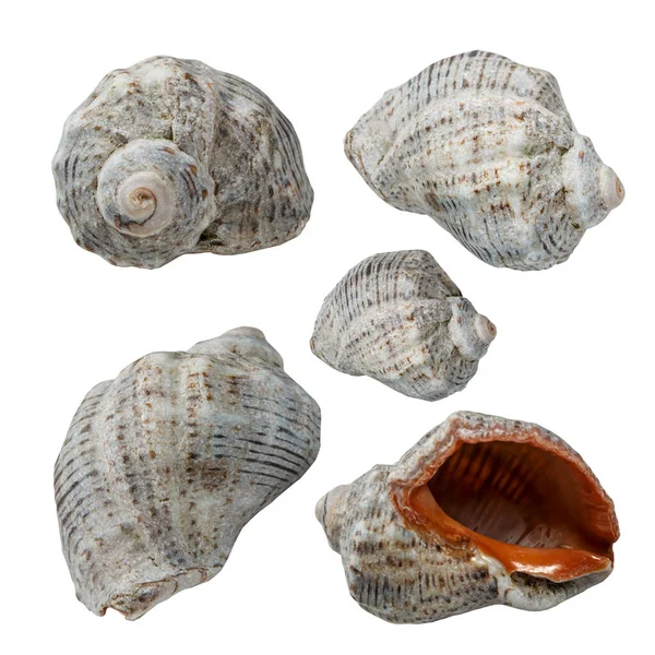 Macro Snail Shell Collection Изолирован Белом Фоне Высокое Разрешение — стоковое фото