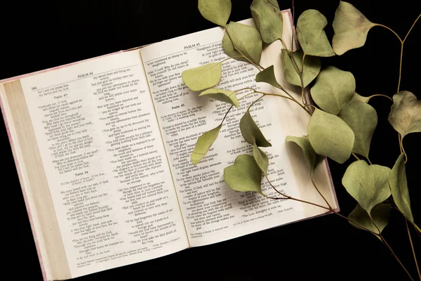 Pohled shora otevřené Bible se snítkou listí na tmavé poz — Stock fotografie