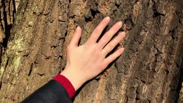 Primer plano de la mano chica que tocando el tronco del árbol en el bosque — Vídeos de Stock