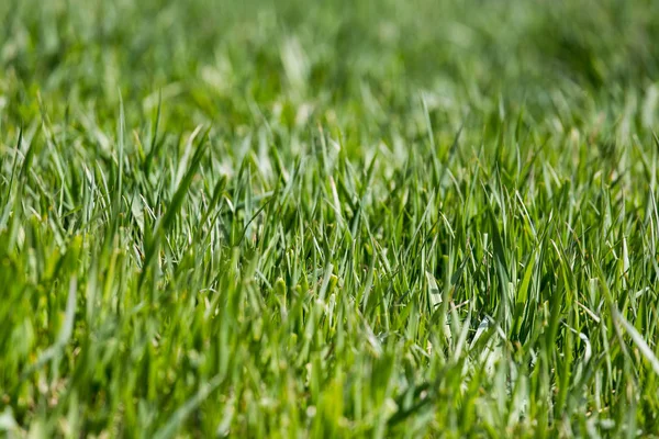 Gyep közelről, zöld fű háttér fókuszponttal — Stock Fotó