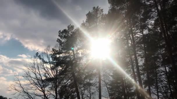 Lentamente ascendente tiro aéreo entre los árboles con el sol brillando a través. Lente destellos, hermoso amanecer. Pinos exuberantes . — Vídeos de Stock