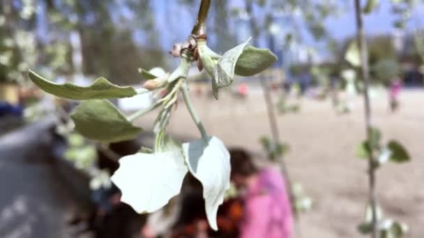 KYIV, UCRANIA - 21 DE ABRIL DE 2019: Vista desde detrás de una hoja a un grupo de jóvenes en desenfoque que tocan la guitarra y cantan canciones — Vídeos de Stock