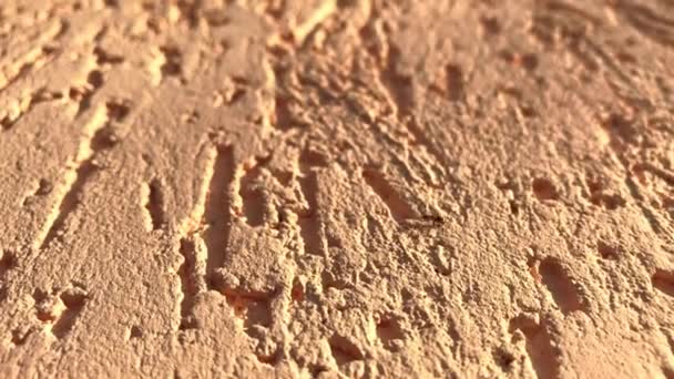 Ένα κοντινό πλάνο μακροεντολής ενός μυρμήγκι που σέρνεται κατά μήκος ενός φωτεινών χρωματικού τοίχου. — Αρχείο Βίντεο