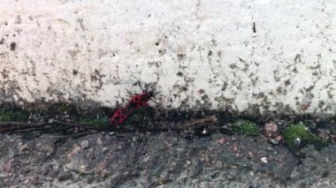 İki küçük kırmızı böcek firebug birbirlerinin üst görünümü çekin