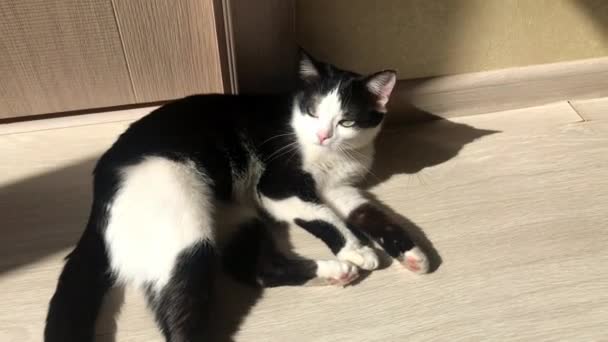 Черно-белый кот лежал на полу в солнечный день, купался на солнце и облизывал лапу. — стоковое видео