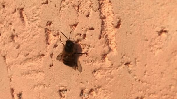 Een close-up macro shot van een Bee die op een muur van felle kleuren zit en vloeistof vrijgeeft — Stockvideo