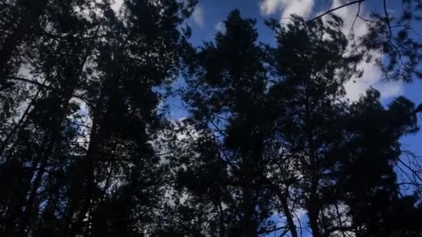 Luta upp trädstammar och grenar Silvers i en blå himmel med solljus strålande genom — Stockvideo