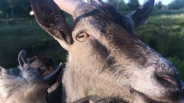 Een jonge drie geiten grazen op een lente weide in houten brug. Close-up van een geit poseren op de camera — Stockvideo