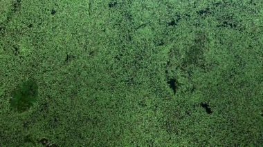 yeşil yosun ve duckweed ile kaplıdır büyümüş bataklık, üst görünümü