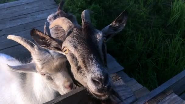 Три молодых козы пасутся на весеннем лугу в деревянном мосту. Крупный план козы, позирующей на камеру — стоковое видео