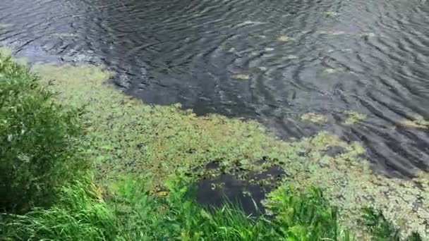Yeşil yosun ve duckweed ile kaplıdır büyümüş bataklık, üst görünümü — Stok video