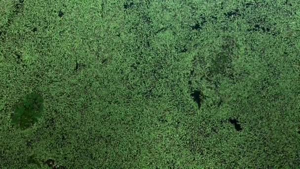 Top view of the overgrown swamp, which is covered with green algae and duckweed — Stock Video