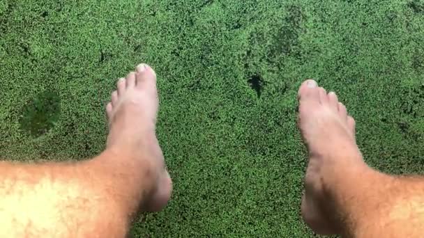 Top uitzicht van harige mannelijke benen die bungelen op een zonnige dag over een moeras bedekt met eendenkweed — Stockvideo