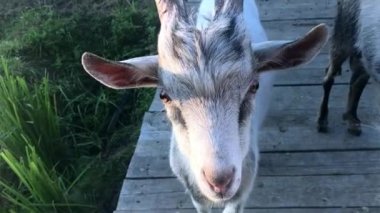 Genç üç keçi ahşap köprüdeki bir bahar çayırında otluyor. Kamerada poz veren bir keçinin yakın çekimi