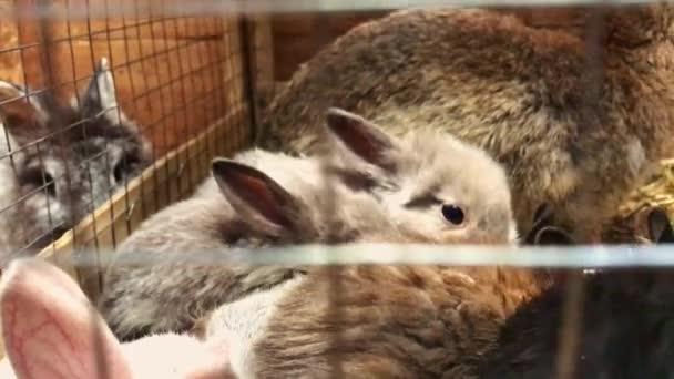 Beautiful funny little young rabbit cubs and their mom sleep in a cage on the farm. — Stock Video