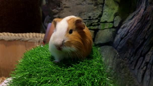 Close up shot of Abyssinian guinea pig sit on a green grass — Stock Video