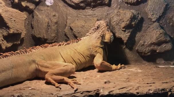 Grijze iguana hagedis op rotsen op zonnige dag — Stockvideo