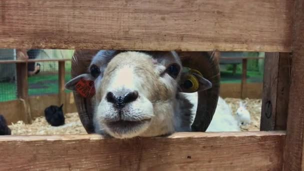 Cerca de ovejas cabeza mirando dentro de la cámara a través de la cerca — Vídeo de stock