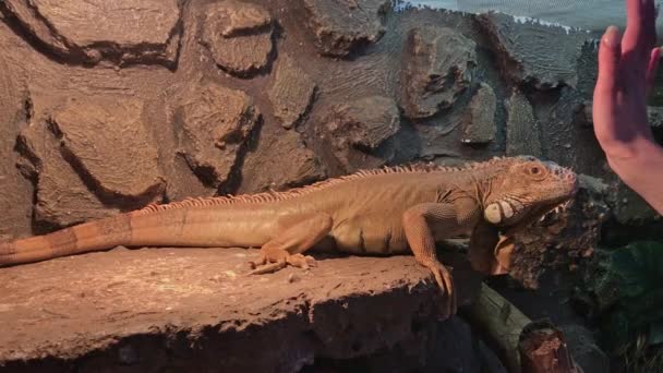 Primer plano de mujer acariciando lagarto iguana gris en rocas en día soleado — Vídeo de stock