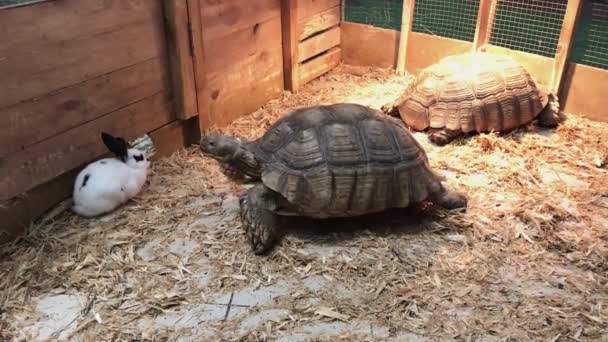 De schildpad kruipt langzaam naar het witte konijn terwijl de tweede schildpad spinnen en koesteren in de zon. — Stockvideo