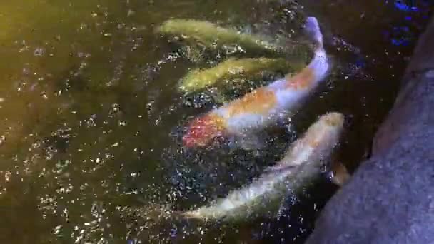 Vue de dessus des poissons Koi, Fancy Carp nagent dans l'étang près de la pierre — Video