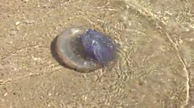 Kumda denizanası. Sahilde bir dalga tarafından dışarı atılır.