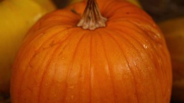 Kapatın Samanüzerinde büyük bir balkabağı yatıyor. Şükran Günü kavramı. Hasat