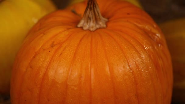 De cerca Una hermosa calabaza grande yace en el heno. El concepto del día de acción de gracias. Recolectado — Vídeo de stock