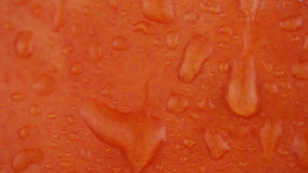 Vista de close-up Bela abóbora grande em que gotas de fluxo de água — Vídeo de Stock