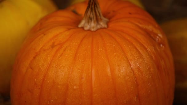 Close up A beautiful big pumpkin lies on the hay. The concept of thanksgiving day. Harvested — Stock Video