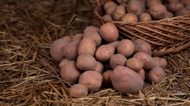 Fresh from the ground potatoes in a basket and hay — Stock Video