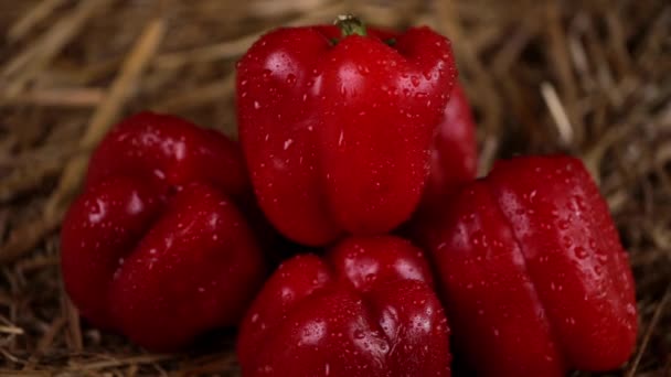 Auf dem Heu liegen große rote Paprika. Pfeffer pur im Regen. Wassertropfen fließen das Gemüse hinunter. Nahaufnahme. — Stockvideo