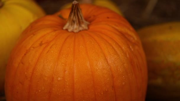 Close up A beautiful big pumpkin lies on the hay. The concept of thanksgiving day. Harvested — Stock Video