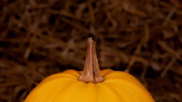 干し草の上に大きなオレンジの新鮮なカボチャ。cとの感謝祭のコンセプト — ストック写真