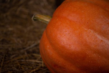 Saman üzerine büyük turuncu taze kabak. c ile Şükran günü kavramı
