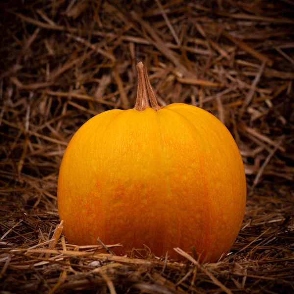 Calabaza fresca de naranja grande sobre heno. Concepto del día de Acción de Gracias con c — Foto de Stock