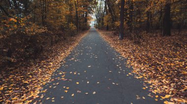 Sonbahar orman yolu. Ağaçlarla, kırsal yollarla dolu renkli bir manzara.