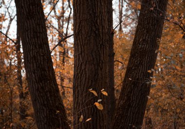 Sonbahar ormanında üç ağaç. Peyzaj arkaplanı