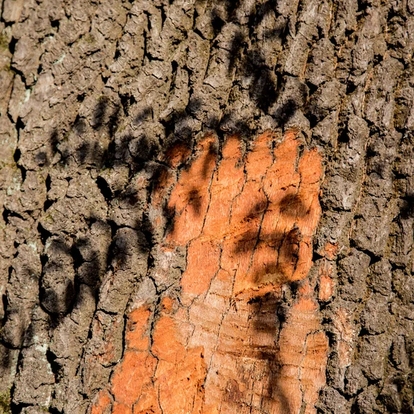 Närbild av trädstam med solljus och löv skugga. — Stockfoto