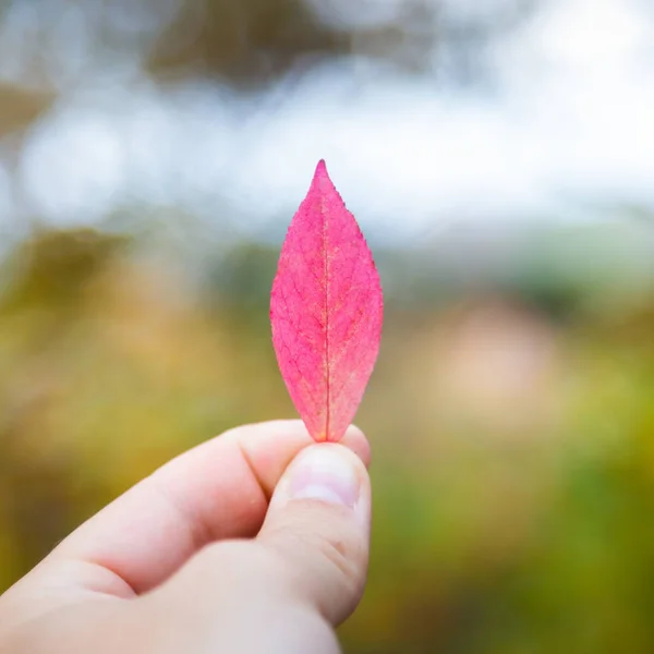 Hands holding pink fall leaves in autumn season — Stock Photo, Image