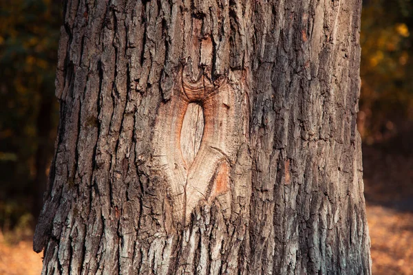 Mulde an einem Baum in Großaufnahme im Herbstpark — Stockfoto