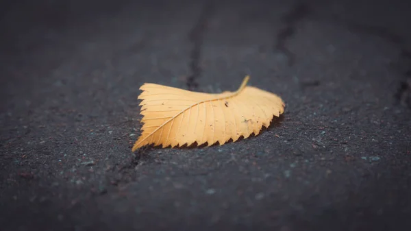 Feuille jaune d'automne sur la vieille route grunge, mise au point sélective vue de côté — Photo