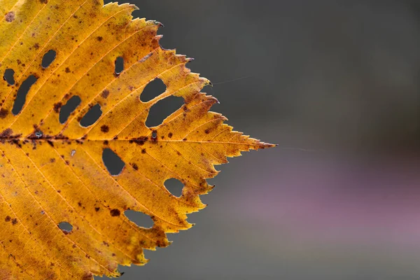 Feuille d'automne jaune sur fond d'automne, sur fond flou — Photo