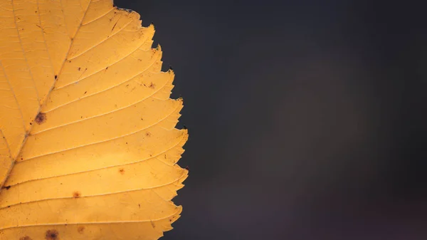 Yellow autumn leaf on a background of autumn, on a blurred backg — Stock Photo, Image