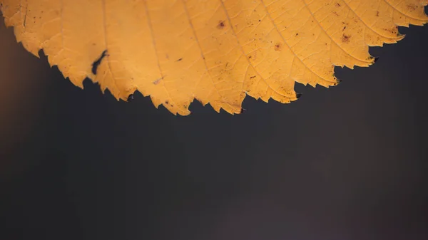 가을의 배경에 있는 누런 가을 잎, 뿌연 배경 위에 — 스톡 사진