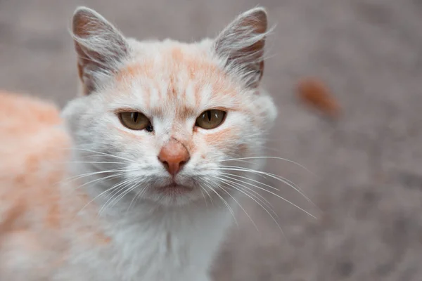 White and orange cat looking at camera. Portrait of white and or