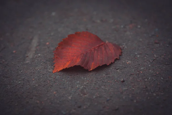 Autumn yellow leaf on old grunge road, side view selective focus — Stock Photo, Image